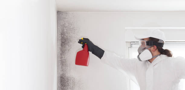 Best Toxic Mold Removal  in Pass Christian, MS
