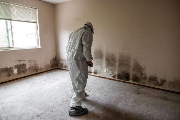 Home Mold Removal in Pass Christian, MS