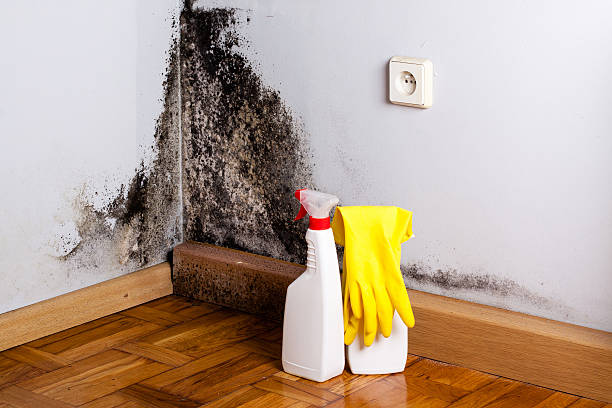 Best Residential Mold Removal  in Pass Christian, MS