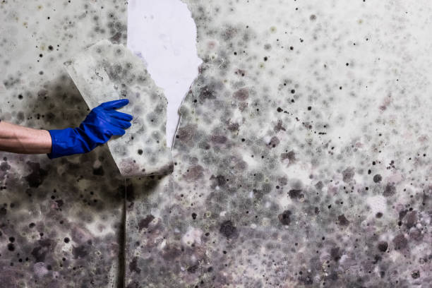 Best Professional Mold Removal  in Pass Christian, MS