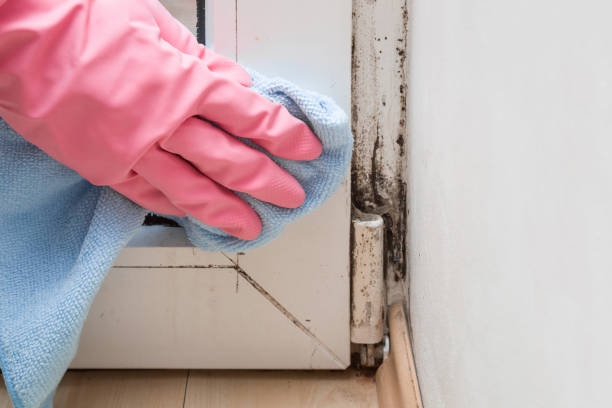 Professional Mold Removal in Pass Christian, MS